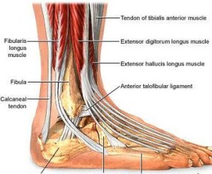 ankle anatomy