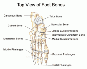 FOOT BONES