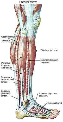 Calf - the lower part of your leg?