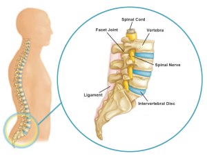 LumbarSpine