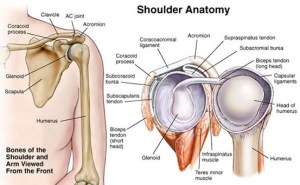 shoulder-anatomy