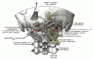 suboccipital