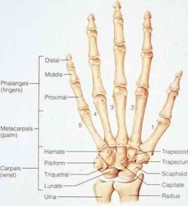 wrist & hand bones