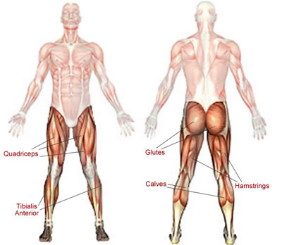 leg-muscles