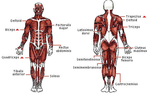 UPPER BODY MUSCLES