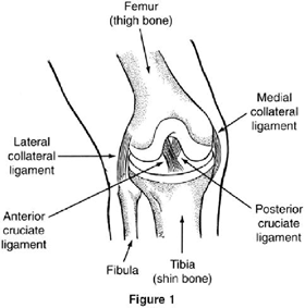 knee_ligaments